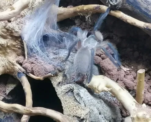 Monocentropus balfouri Vogelspinne 0.0.1 Monocentropus balfouri Vogelspinne 0.0.1