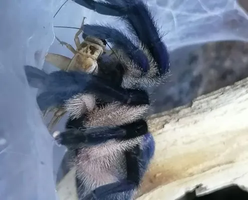 Monocentropus balfouri Vogelspinne mit Heimchen Monocentropus balfouri Vogelspinne mit Heimchen