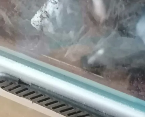 Bau der Monocentropus balfouri Vogelspinne Bau der Monocentropus balfouri Vogelspinne