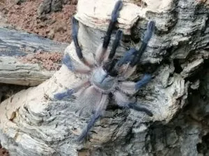 Monocentrops balfouri 0.0.1