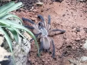 Monocentrops balfouri Vogelspinne mit Heimchen