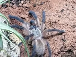 Monocentropus balfouri 0.0.1 - Blaue-Jemen Vogelspinne