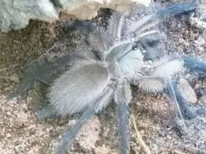 Monocentropus balfouri 0.0.1 Fresshaut6