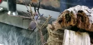 Monocentropus balfouri 0.0.1 von 0.0.8 Gruppenhaltung