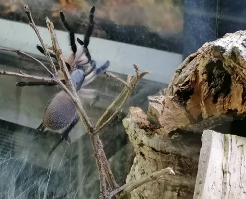 Monocentropus balfouri 0.0.1 von 0.0.8 Gruppenhaltung Monocentropus balfouri 0.0.1 von 0.0.8 Gruppenhaltung