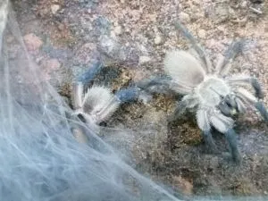 Monocentropus balfouri 0.0.2 von 0.0.8