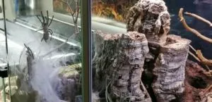 Monocentropus balfouri 0.0.2 von 0.0.8 Fresshaut 7 und 8