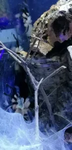 Monocentropus balfouri 0.0.3 von 0.0.8