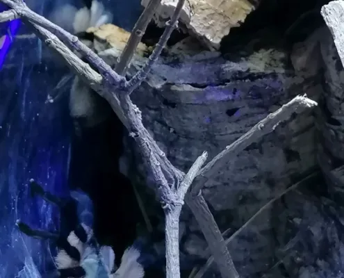 Monocentropus balfouri 0.0.3 von 0.0.8 Monocentropus balfouri 0.0.3 von 0.0.8