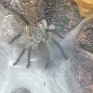 Monocentropus balfouri 0,1