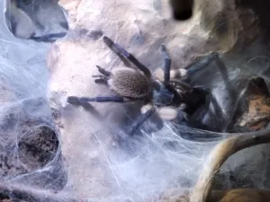 Monocentropus balfouri 0.2