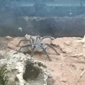 Monocentropus balfouri 1.0