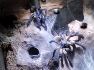 Monocentropus balfouri 1.1