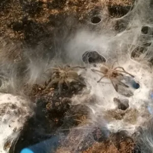 Monocentropus balfouri 2 kleine Vogelspinnen