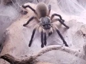 Monocentropus balfouri 202