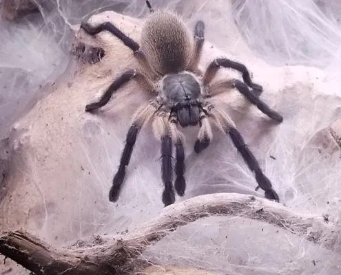 Monocentropus balfouri 202