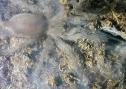 Monocentropus balfouri