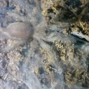 Monocentropus balfouri