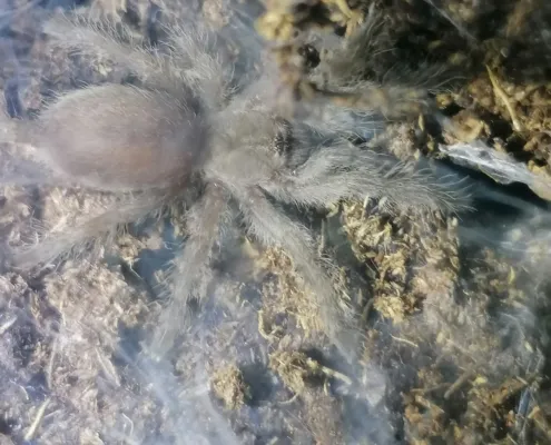 Monocentropus balfouri