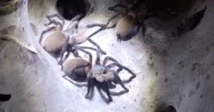 Monocentropus balfouri Gruppe