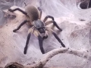 Monocentropus balfouri Weibchen