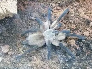 Monocentropus balfouri 3cm 0.0.1