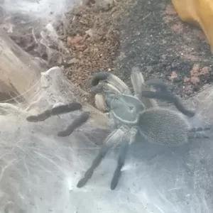 Monocentropus balfouri adultes Weibchen