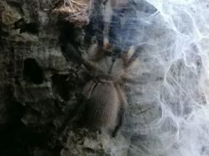 Monocentropus balfouri auf einer Korkröhre