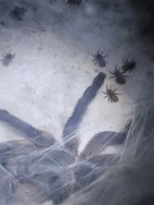 Monocentropus balfouri Babys 2