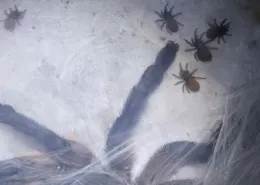 Monocentropus balfouri Babys 2