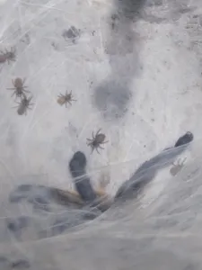 Monocentropus balfouri Babys