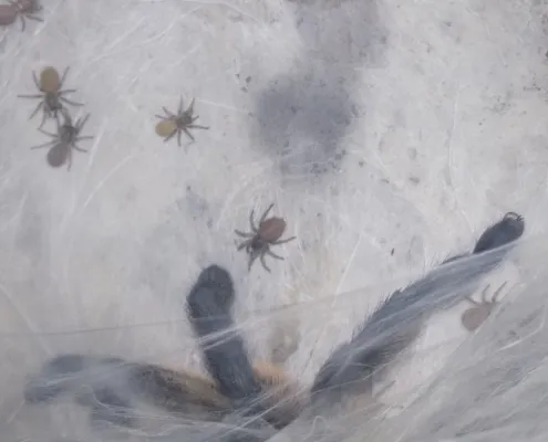 Monocentropus balfouri Babys
