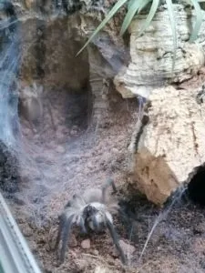 Monocentropus balfouri | Blaue Jemen Vogelspinne 0.0.2