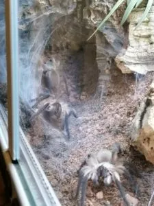 Monocentropus balfouri | Blaue Jemen Vogelspinne 0.0.3