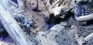 Monocentropus balfouri blaue Jemen Vogelspinne