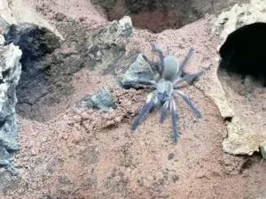 Monocentropus balfouri | Blaue Jemen Vogelspinne | 8er Gruppe