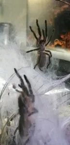 Monocentropus balfouri | Blaue Jemen Vogelspinne | Ausflug auf Scheibe