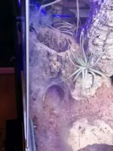 Monocentropus balfouri | Blaue Jemen Vogelspinne | Bau von 7 0.0.1 Spinnen