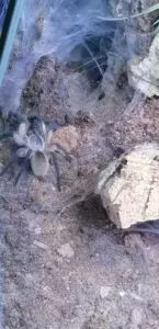 Monocentropus balfouri | Blaue Jemen Vogelspinne | Eingang zum Bau