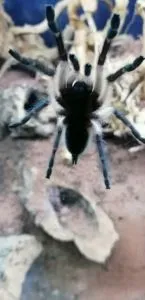 Monocentropus balfouri | Blaue Jemen Vogelspinne Fresshaut7