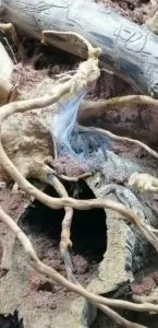 Monocentropus balfouri | Blaue Jemen Vogelspinne | sieht nach den rechten