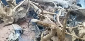 Monocentropus balfouri blaue Jemen vogelspinne sokotra island