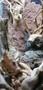 Monocentropus balfouri (die Blaue Jemen-Vogelspinne)