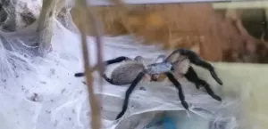 Monocentropus balfouri FH7 im Terrarium