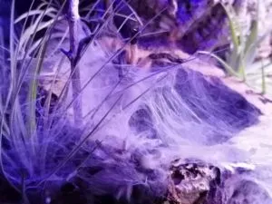 Monocentropus balfouri Gespinst