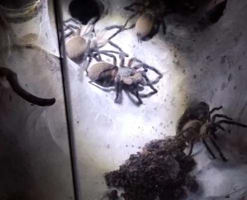 Monocentropus balfouri Gruppe 2