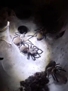 Monocentropus balfouri Gruppe