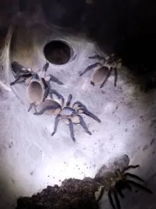 Monocentropus balfouri Gruppe 3