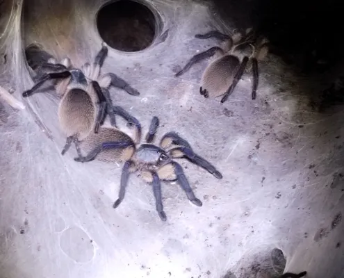 Monocentropus balfouri Gruppe 3