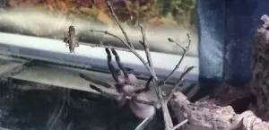 Monocentropus balfouri jagt Heimchen